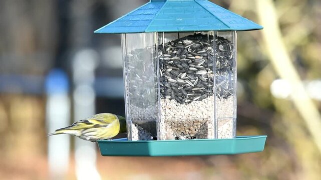 Feeding the songbirds, eurasian siskin (Spinus spinus) eats peanuts and sunflower seeds