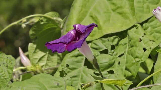Time lapse, purple funnel bindweed flower (Ipomoea purpurea) curling up, Sieversen, Rosengarten, Lower Saxony, Germany
