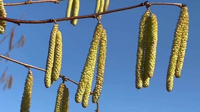 Common hazel (Corylus avellana), pollen