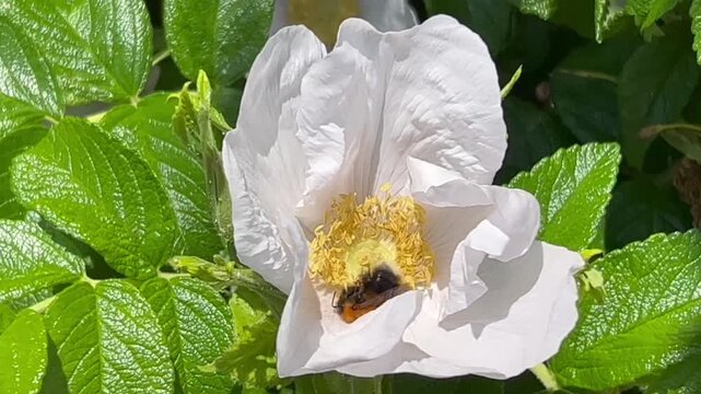 Bumble bee is in a hurry to collect nectar in a white rose in Ystad, Scania, Sweden, Scandinavia