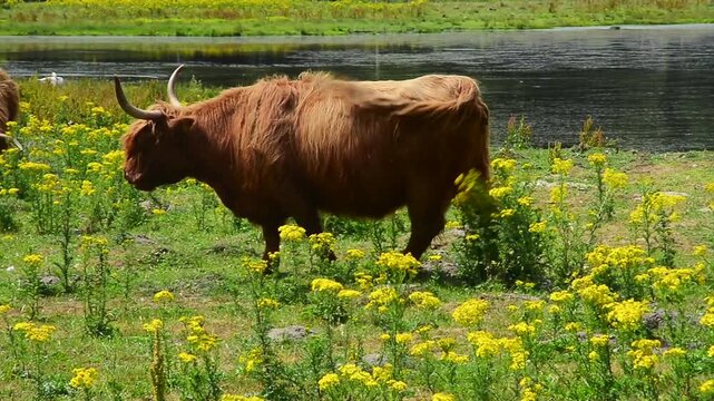 Cattle graze on field with common ragwort (Jacobaea vulgaris), highly toxic plant in a meadow in Snogeholm, Sj&ouml;bo municipality, Sk&aring;ne, Sweden, Scandinavia
