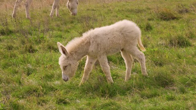 Young white donkey (Asinus) crossing a meadow, Lake Neusiedl National Park, Burgenland, Austria