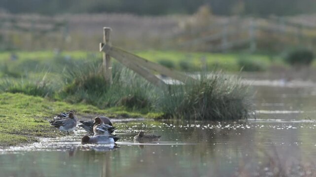 Eurasian Wigeon, Mareca penelope, birds on winter marshes