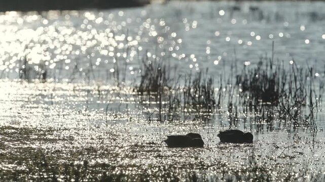Eurasian Teal, Anas crecca, birds in spring courtship on marshes