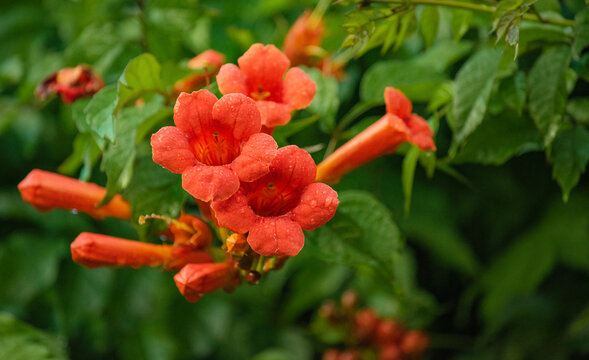 A Tecoma vine has twined around the fence. It is a Tecoma plant with red flowers.