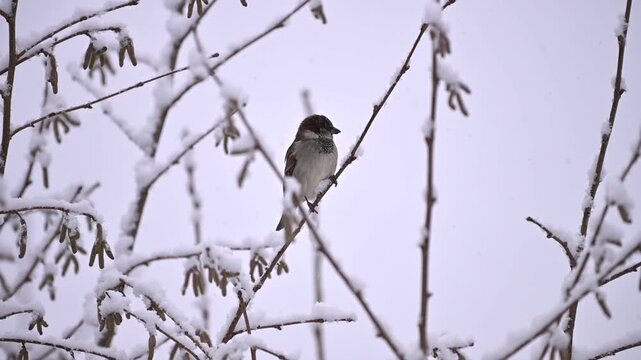 House sparrow (Passer domesticus) adult male sitting in snowy hazel branches, falling snowflakes and branches swaying in the wind against a bright sky, winter scene in diffuse light, Dortmund, North 