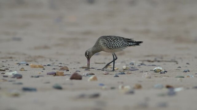 Black-tailed Godwit, Limosa limosa, bird on sand, Devon, England, United Kingdom