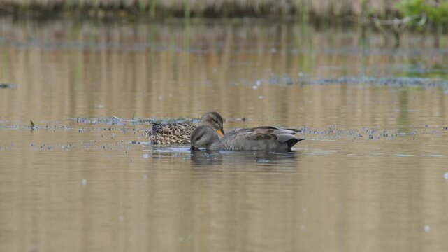 Gadwall, Mareca strepera, pair of birds on lake