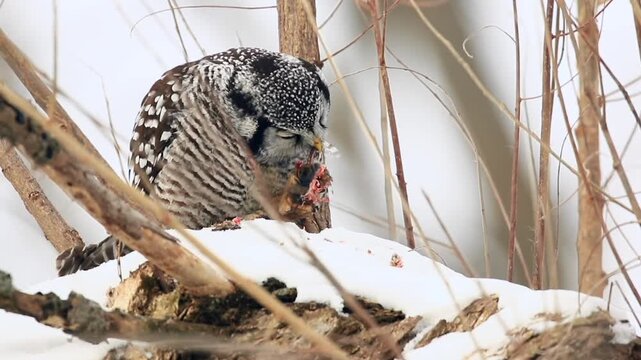 Northern hawk owl (surnia ulula), owl perched and eating a prey in winter, Region of centre Quebec, Province of Quebec, Canada