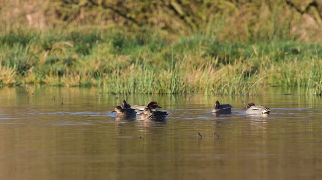 Eurasian Teal, Anas crecca, birds in spring courtship on marshes