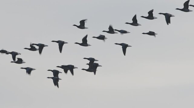 Brent Goose, Branta bernicla, birds in flight overwinter marshes, Devon, England, United Kingdom