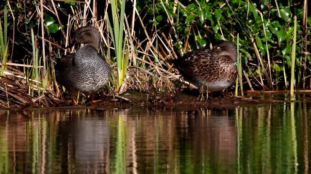 Gadwall (Mareca strepera), Devon, England, United Kingdom