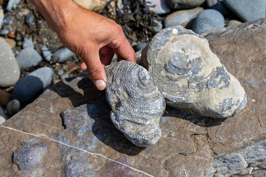 Gaspesie, Quebec, 02 September 2026 : A person holds a fossilized marine shell stone discovered on a rocky shoreline