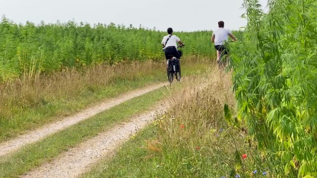 Cyclists on narrow road through fields of growing cannabis, industrial hemp in Ystad municipality, Sk&aring;ne county, Sweden, Scandinavia