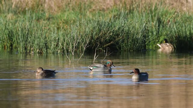 Eurasian Teal, Anas crecca, birds in spring courtship on marshes