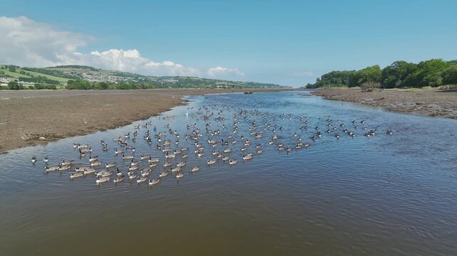 Canada Goose (Branta Canadensis) on River Teign from a drone at low tide, Newton Abbot, Devon, England, United Kingdom