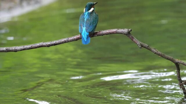 Common kingfisher (Alcedo atthis) male bathes extensively after feeding the fledglings and cleans himself of the liquid droppings of the fledglings in the narrow breeding cavity, North Rhine-Westphal