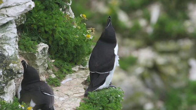 Razorbill, Alca Torda, birds on cliffs, Bempton Cliffs, North Yorkshire, England, United Kingdom