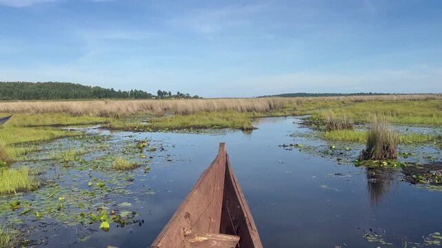 Boat trip through river courses in a swamp, Mabamba swamp, Lake Victoria, Uganda