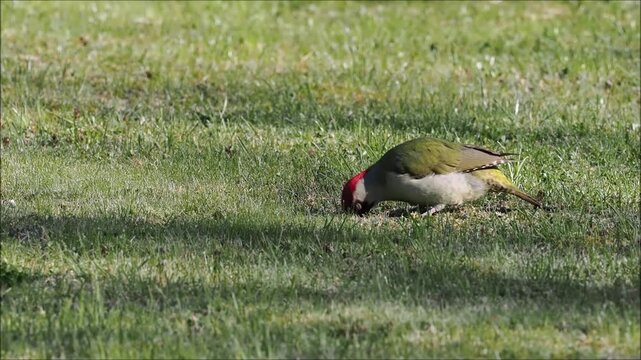A green woodpecker (Picus viridis) looking for food in a green meadow, Hesse, Germany