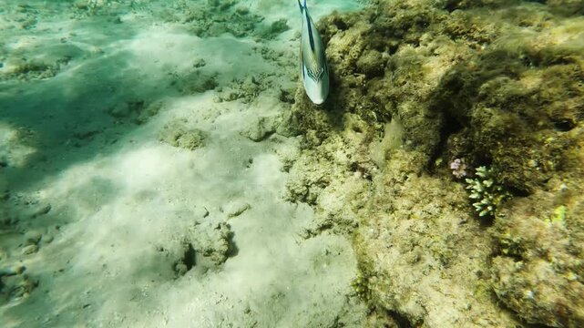 Sohal Surgeonfish, Acanthurus sohal, Red Sea Fish, Coral Reef, Hurghada, Egypt