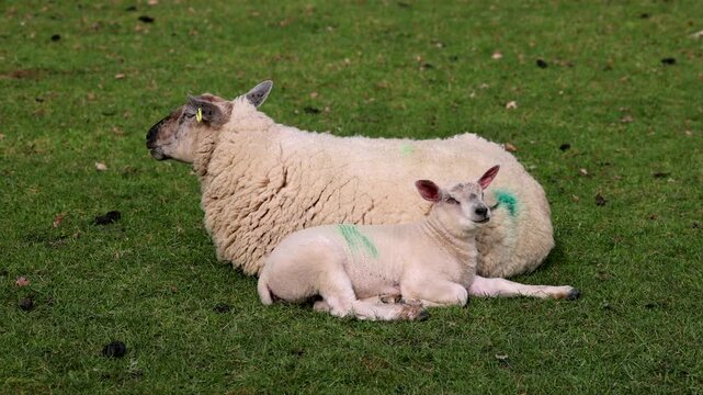 Lamb and ewe lie side by side on pasture and ruminating, Moreton-in-Marsh, The Cotswolds, England, Great Britain