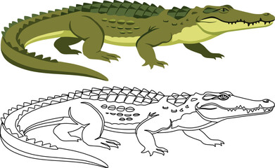 Fototapeta premium Crocodile walking green yellow spiny back dual version colored outline vector illustration isolated reptile predator animal wildlife aquatic alligator crocodilian