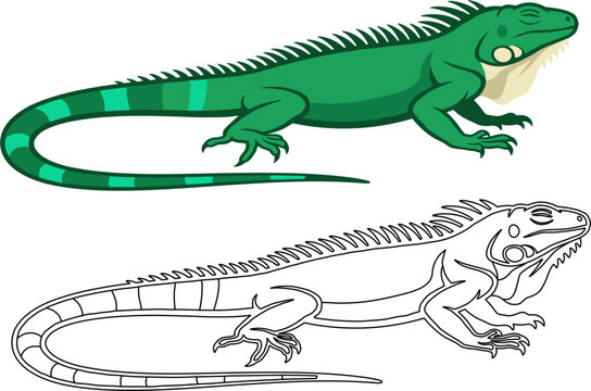 Iguana lizard green crawling striped tail dual version colored outline vector illustration isolated reptile animal wildlife exotic tropical scales iguanid