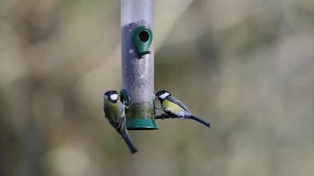 Eurasian Nuthatch, Sitta europaea, Chaffinch, Fringilla coelebs and Tits on a feeder in the forest