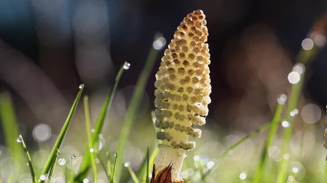 Meadow, blades of grass with dewdrops and field horsetail (Equisetum arvense), Upper Austria, Austria