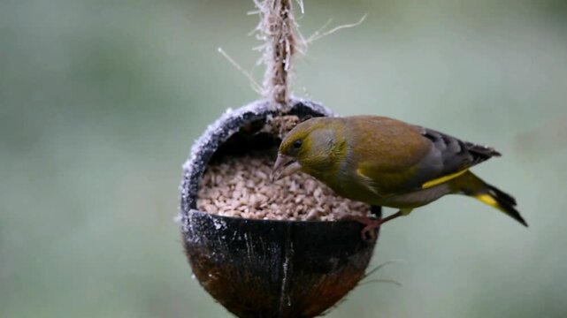 Greenfinches, (Chloris chloris) and robins, (Erithacus rubecula) eat sunflower seeds from a coconut