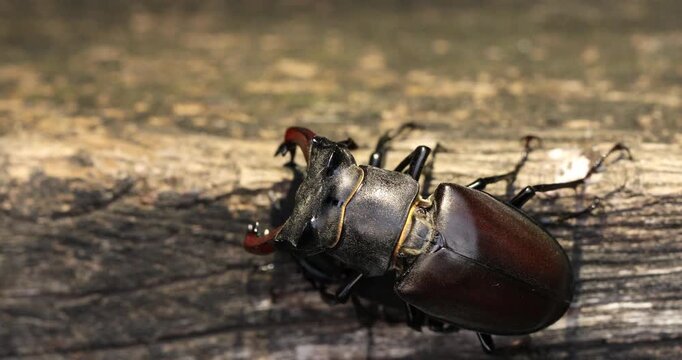Mating of stag beetles in the oak forest of the Swabian Pre-Alps