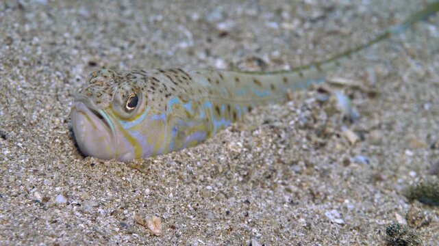 Peterm&auml;nnchen (Trachinus draco) buried in the sand, Uglian, Croatia