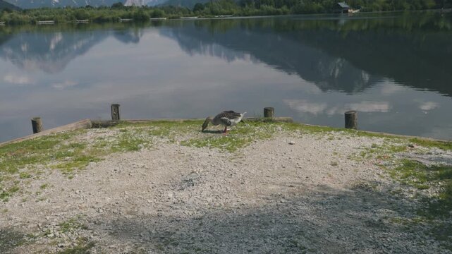 Mute goose (Anserinae) on the shore of the Panorama Lake, Admont, Styria, Austria