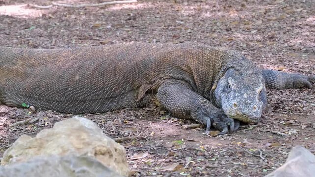 Slow pan of giant Komodo dragon Varanus komodoensis resting on ground on Komodo Island, East Nusa Tenggara Indonesia