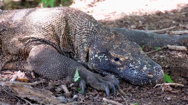 Closeup Komodo dragon Varanus komodoensis with armoured skin resting in sunlight on Komodo Island, East Nusa Tenggara Indonesia