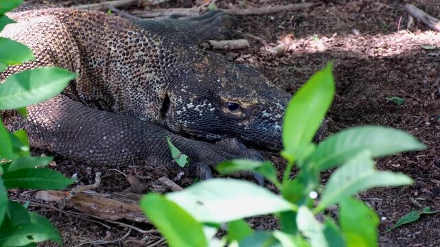 Komodo dragon Varanus komodoensis opening eyes on Komodo Island, East Nusa Tenggara Indonesia