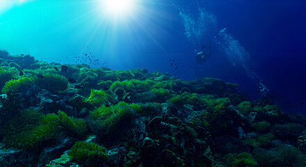 Underwater photo of dreamlike and beautiful anemone Reef with light. From a scuba dive off the coast of the island Koh Tao in the Gulf of Thailand. © Johan