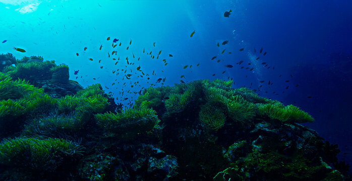 Underwater photo of dreamlike and beautiful anemone Reef with light. From a scuba dive off the coast of the island Koh Tao in the Gulf of Thailand.