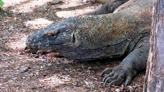 Komodo dragon Varanus komodoensis with head and throat movement whilst breathing on Komodo Island, East Nusa Tenggara Indonesia