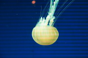Captivating Marine Life Jellyfish Swimming Under Dark Blue Water © Jimmy