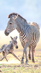 zebra in the wild © Javed