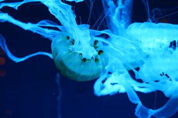 Mesmerizing Blue Jellyfish Swimming in Deep Ocean © Jimmy