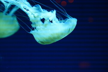 Glowing Jellyfish Gracefully Gliding in Dark Water © Jimmy