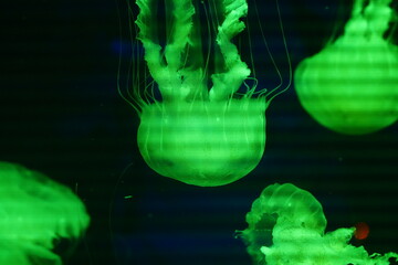 Vibrant Green Jellyfish Glowing in Dark Water © Jimmy