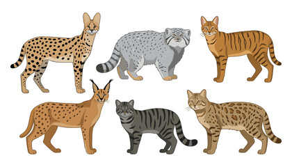 Obraz premium Vector set of various wild cat species including serval caracal manul pallas cat ocelot and wildcat illustrations isolated on white background
