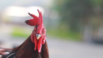 Close-up portrait of a rooster with a red comb and copy space on the right © Dian