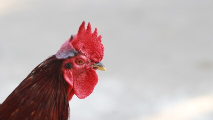 Close-up portrait of a rooster with a red comb and copy space on the right © Dian