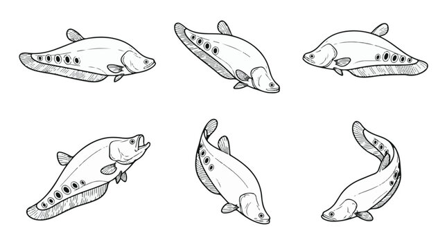 Clown Featherback Fish Line Art Vector Icon Set, Spotted Knifefish Freshwater Illustration, Black Outline Symbol
