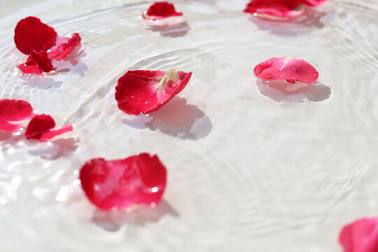 Red rose petals floating on crystal clear rippling water.